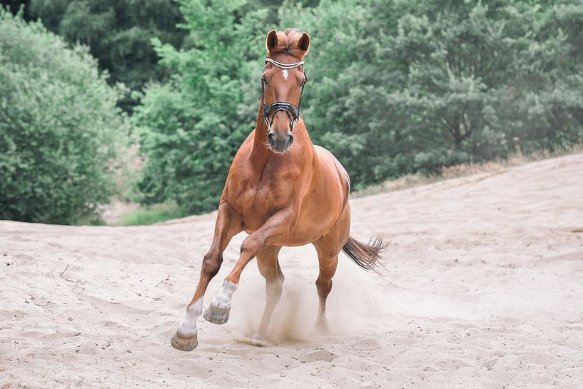 galopperend paard van Lisan Geerts