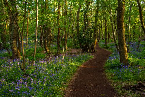 Walking between the wild hyacinths