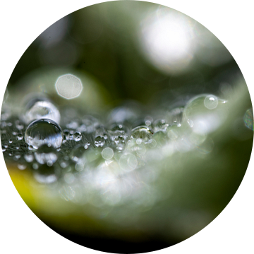 waterdruppels van dauw op het blad gezien door een vergrootglas van Hans de Waay