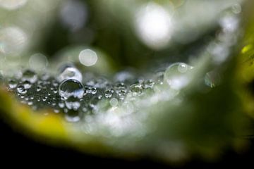 waterdruppels van dauw op het blad gezien door een vergrootglas van Hans de Waay