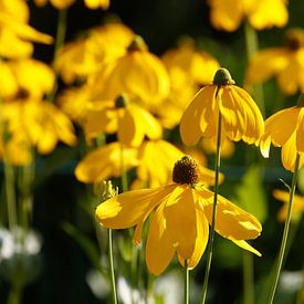 Blühender Gelber Sonnenhut, Blumen, Deutschland von Torsten Krüger