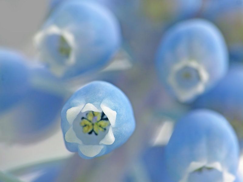 Blue Zones (Blue Grapes) by Caroline Lichthart