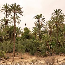 Palmen2 von Liesbeth Govers voor Santmedia.nl