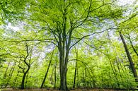 Groene bomen in het bos. van Karel Pops thumbnail