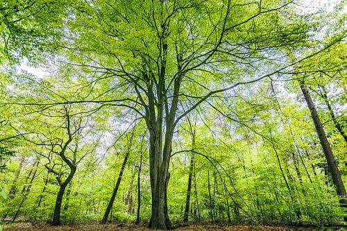 Groene bomen in het bos.