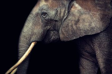 Elefant von Claudia Moeckel