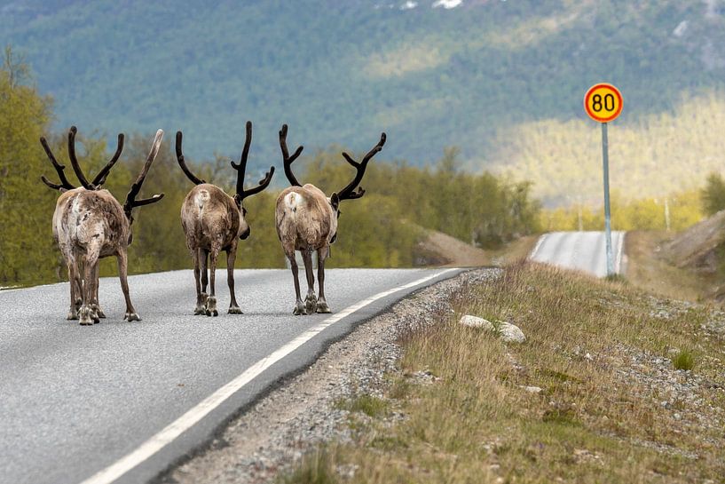 No speeding please by Caroline Pleysier