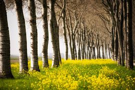Frühling im Flevopolder, Niederlande. von Ron van der Stappen