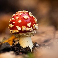 Rouge champignon avec des points blancs