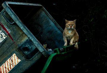 The cat and the dustbin