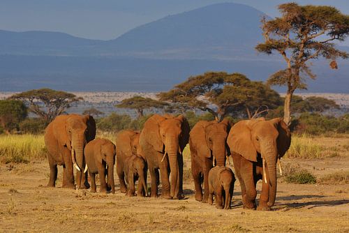 Olifanten in Amboseli