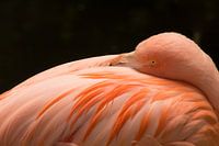 Flamingo neemt een moment rust