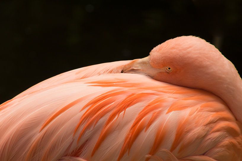 Flamingo nimmt sich einen Moment Zeit, um sich auszuruhen. von Stedom Fotografie