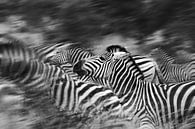 Zebra's running van Jojanneke Vos thumbnail