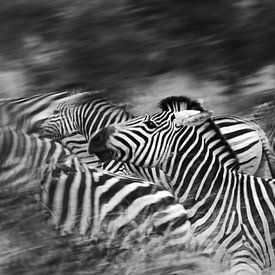 Zebras running by Jojanneke Vos