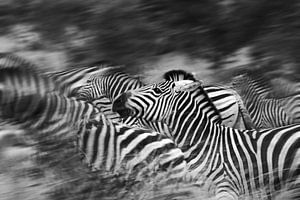 Zebras running by Jojanneke Vos