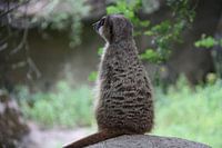 Meerkat
