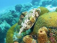 Porcupinefish Love, Bonaire