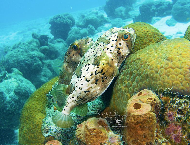 Porcupinefish Love, Bonaire by Joseph M. Bowen Photography