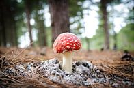 Fliegenpilz | Pilz rot mit weißen Flecken von Ricardo Bouman Fotografie Miniaturansicht