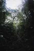 Monteverde Nebelwald – Das mystische Herz Costa Ricas