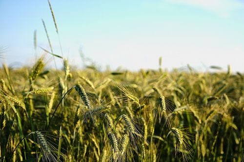 Bleuet sur Richard Schröder
