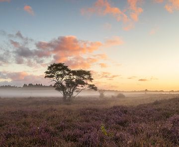 south heath by Rob Saly