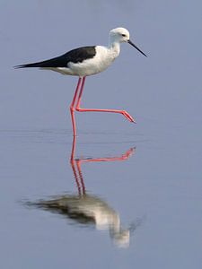 Himantopus himantopus avec reflet.