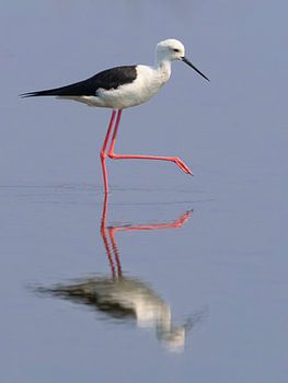 Himantopus himantopus avec reflet.