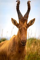 Hartebeest
