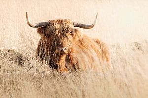 Schottischer Highlander rastend auf der Heide des Deeler Waldes
