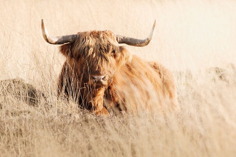 Schottischer Highlander rastend auf der Heide des Deeler Waldes von Melissa Peltenburg