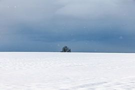 Winter landscape with snow and a single tree without leaves by Andreas Freund