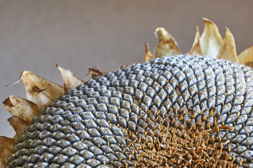 Uitgebloeide zonnebloem