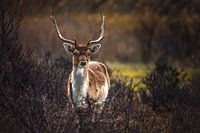 Water Supply Dunes Deer