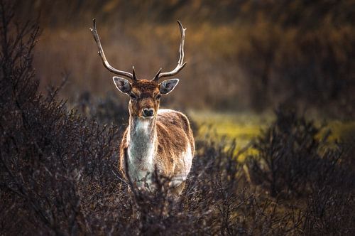 Approvisionnement en eau Dunes Cerf