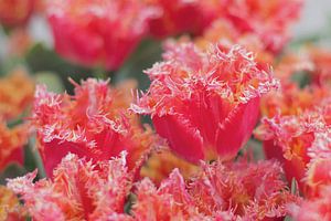Tulp