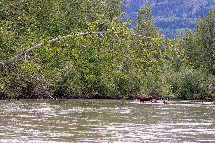 Eland en baby's par Martin van der Sanden