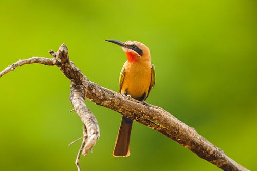 Witkapbijeneter (Merops bullockoides) zittend op tak