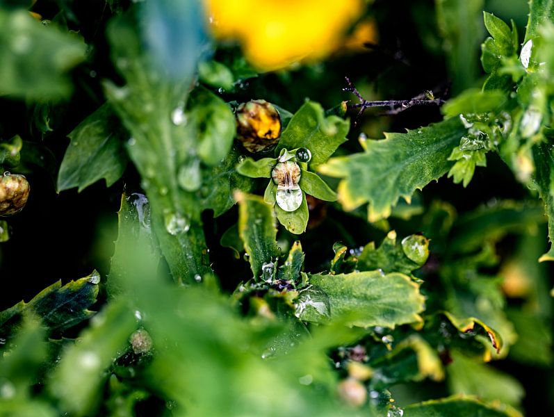 The rain changes the appearance of the plants by Harald Schottner