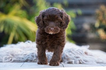 Labradoodle Guus sur Amber Krijnen