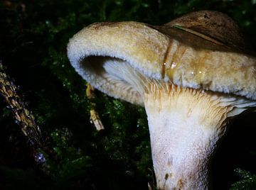 Macro photo de champignons humides sur Christian Mueller