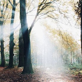 Rayons de soleil dans la forêt de Hoekelum (Ede, Pays-Bas) sur Ben Nijenhuis