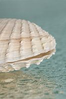 Eine halbe Muschel auf Wassertropfen
