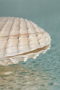 Eine halbe Muschel auf Wassertropfen