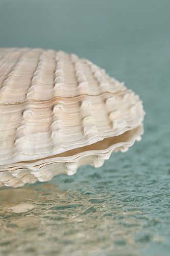 Een halve schelp op waterdruppels