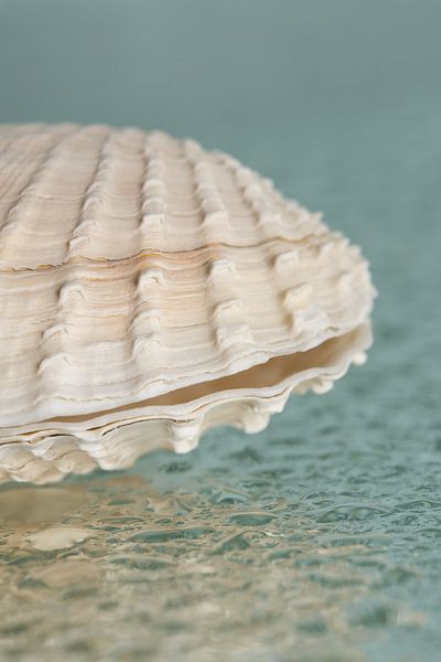 Un demi-coquillage sur des gouttes d&#039;eau par Marjolijn van den Berg