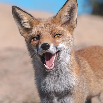 Happy fox in the dunes of the Netherlands