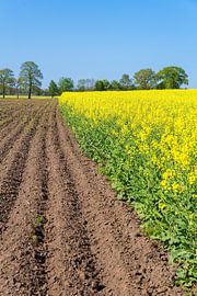 Nederlands landschap met geploegde akker en geel bloeiend koolzaadveld
