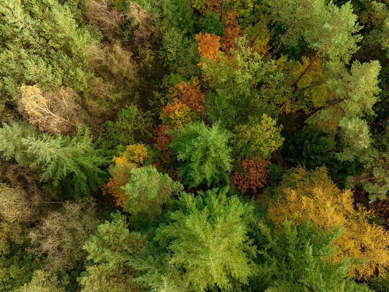 Herbstwald mit bunten Blättern von oben gesehen von Sjoerd van der Wal Fotografie
